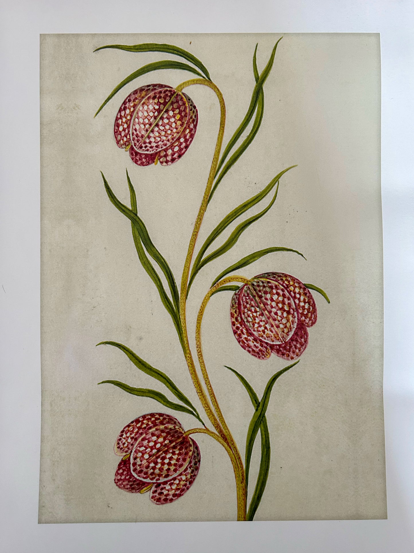Kunst-Print "Schachblume"