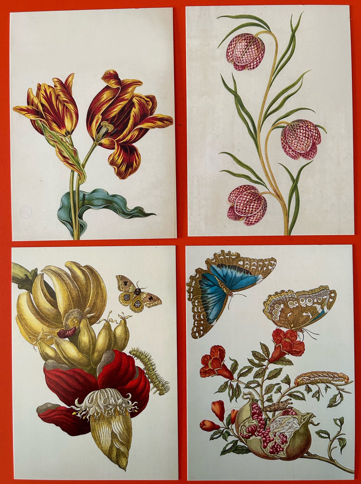 Maria Sibylla Merian Postkarten-Set