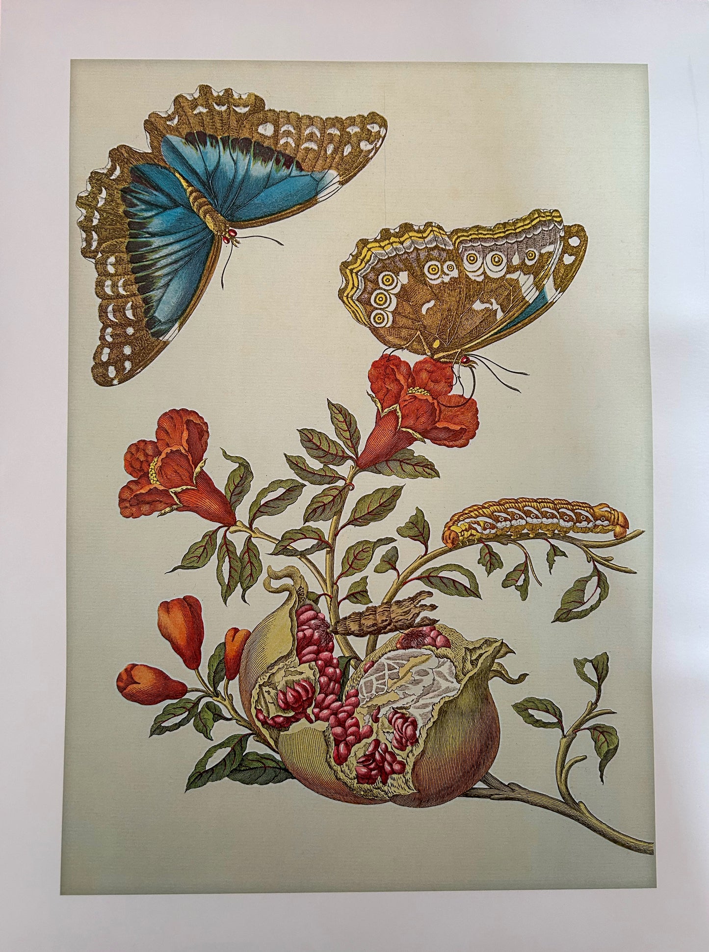 Kunst-Print "Granatapfel mit Schmetterlingen"