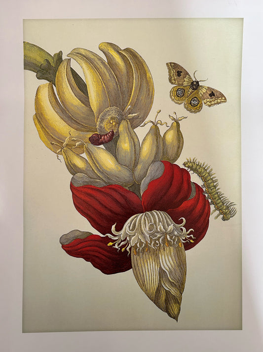 Kunst-Print "Banane - Blüte und Fruchtstand"
