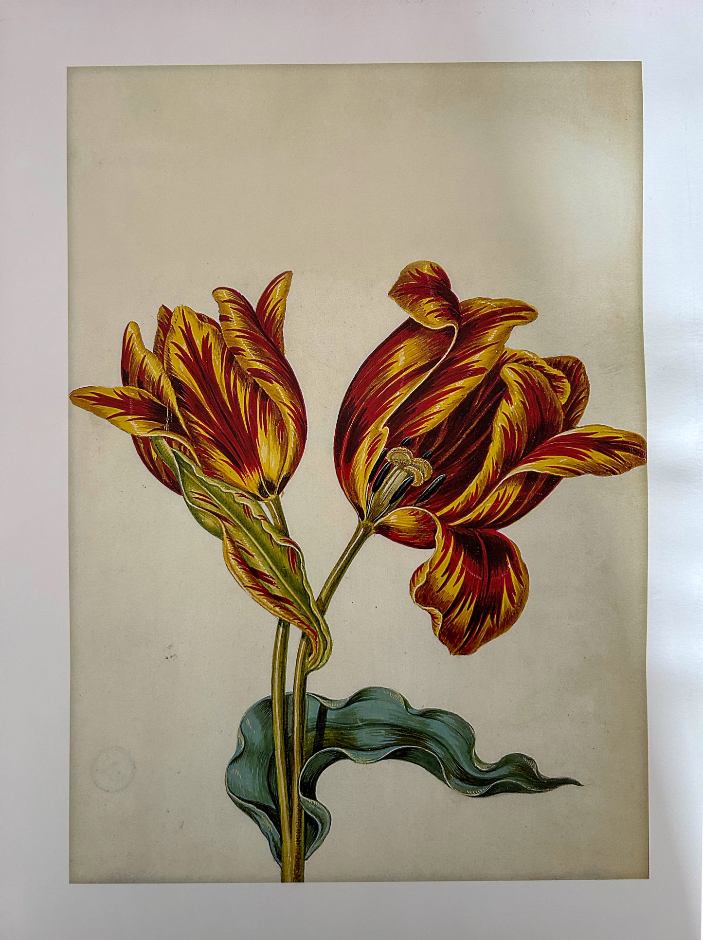 Kunst-Print "Tulpe"